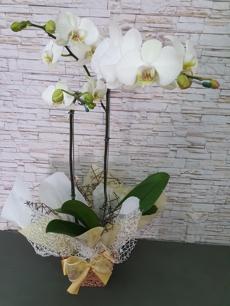 Orquidea Phalaenopsis Branca no Cachepo