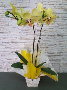Orquidea Phalaenopsis Amarela no Cachepo