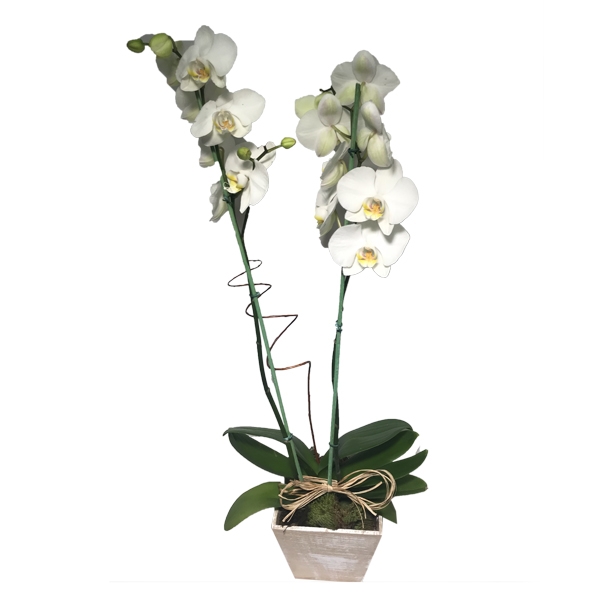 Orquidea Phalaenopsis Branca com 2 Hastes