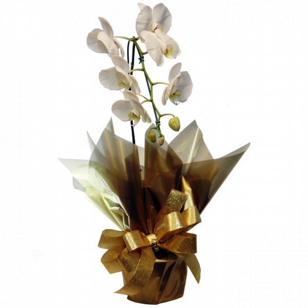 Encantadora Orquidea Phalaenopsis Branca no Celofane