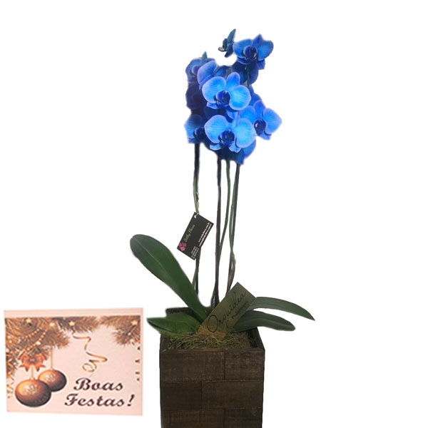 Natal Orquídea Phalaenopsis Azul em Cachepô de Madeira