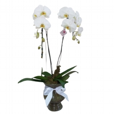 Camélia Floricultura - Flores, Buquês, Arranjos, Orquídeas, Cestas de Flores,  Presentes
