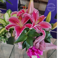 Lirio Rosa Plantado 