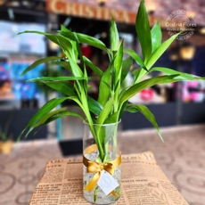 Bambu da Sorte no Vidro