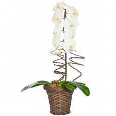 Phalaenopsis Cascata Branca