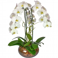Inesquecvel Phalaenopsis Branca
