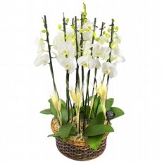 Espetáculo de Orquídeas Brancas