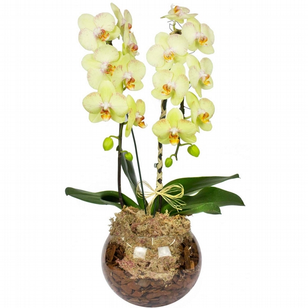 Orquídea Phalaenopsis Cascata Amarela