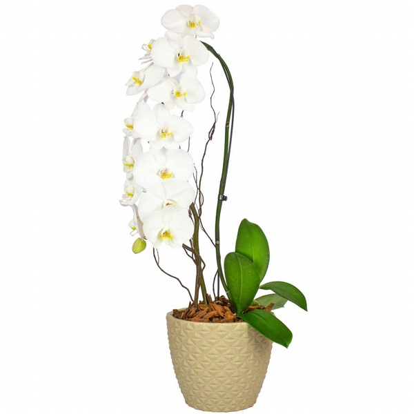 Amor de Orquídea Cascata Branca