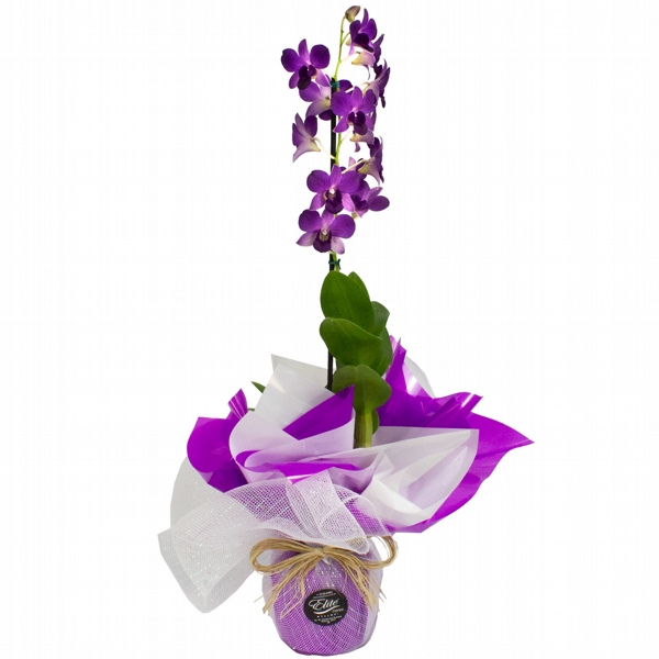 Luxo de Orquídea Denphal