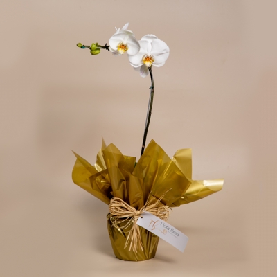 Orquídea Branca para Presente