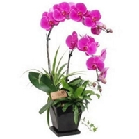 Belssimas Orqudeas Lils