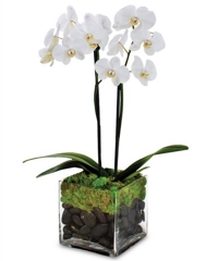 Orqudeas Phal Branca