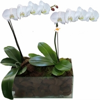 Orqudeas Beleza em Dobro