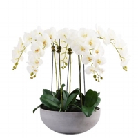 Orqudeas Phal. Jardins Suspenso