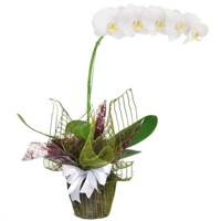 Orqudeas Brancas Luxo