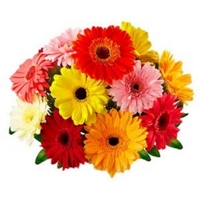 Buqu 12 Grberas Multicores