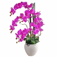 Magníficas Orquídeas