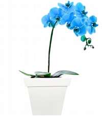 Orquídeas Azul Aquário