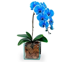 Orquídeas Phal Azul Danúbio
