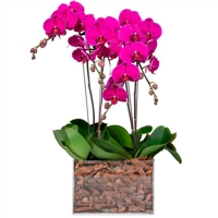 Luxuosas Orquídeas Lilás
