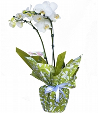 Maravilhosas Orquídeas Phal