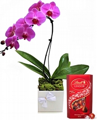 Orquídeas Phal Lilás e Box Lindt Lindor