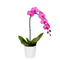 Orquídea Phalaenópsis Pink Singela