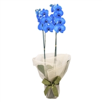 Beleza da Phalaenpsis Azul 