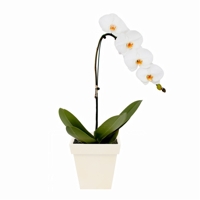 Orqudea Phalaenpsis Branca - Cachep de Madeira