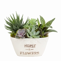 Suculentas Home & Flowers