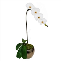Orquidea Phalaenopsis Branca - Vaso ouro