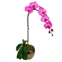 Orquidea Phalaenopsis Pink - Sutileza