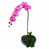 Orquidea Phalaenopsis Pink - Elegance