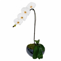 Orquidea Phalaenopsis Branca - Vaso Chumbo