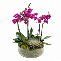 Mini Orquideas Pink no vaso