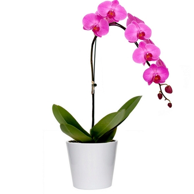 Orquídea Phalaenópsis Pink - Elegância