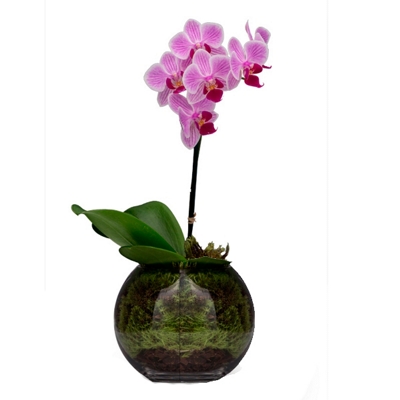 Mini Orquídea Charme