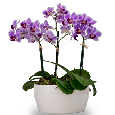 Orquideas - Trio de Orquídeas Mid Lilás
