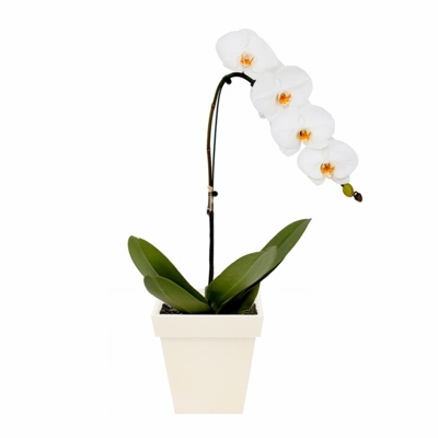 Orquídea Phalaenópsis Branca | Flores Vip - Floricultura Online