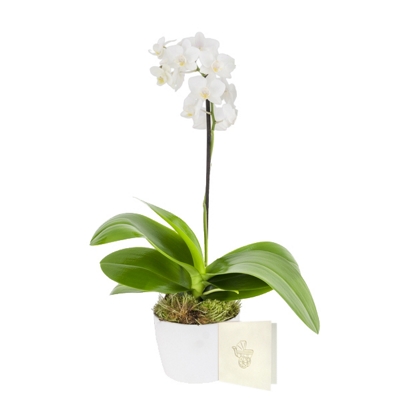 Mini Orquídea Bebê Elegante