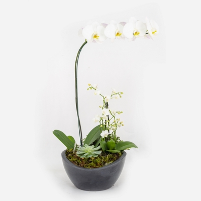 Arranjo de Flores - Sofisticadas Orquídeas Brancas