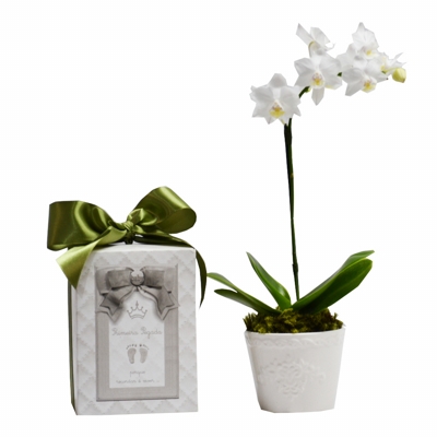 Mini Orquídea Branca no vaso - Primeira Pegada