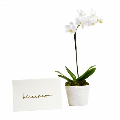 Mini Orquídea Branca com Cartão Sucesso