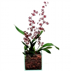 Orqudea Chocolate