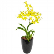 Orqudea Oncidium