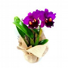 Orqudea Cattleya