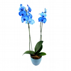Orqudea Phalaenopsis