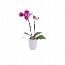 Mini Orqudea Lils