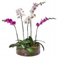 Esplendor de Orqudeas
